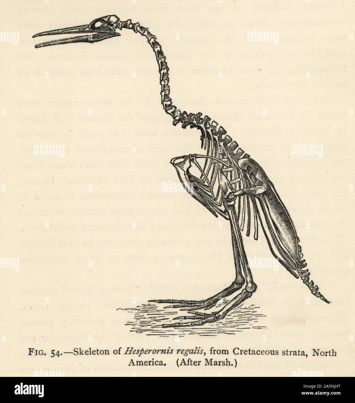 Skeleton of Hesperornis regalis, from Cretaceous strata, North America. After Othniel Charles Marsh. Engraving from Henry Neville Hutchinson’s Creatures of Other Days, Popular Studies in Palaeontology, Chapman and Hall, London, 1896. Stock Photo