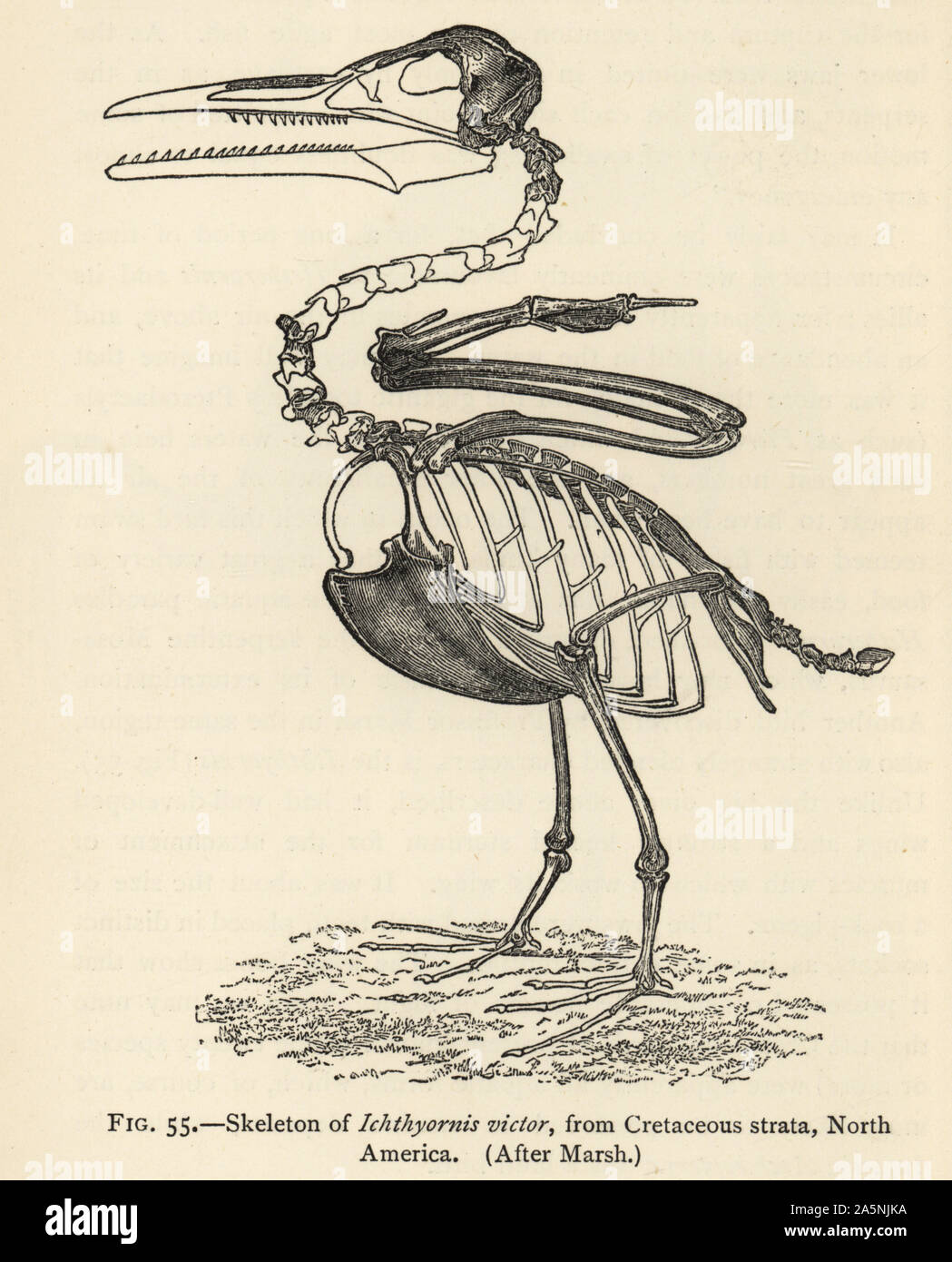 Skeleton of extinct Ichthyornis dispar (Ichthyornis victor), Cretaceous Strata, North America. After Othniel Charles Marsh. Illustration from Henry Neville Hutchinson’s Creatures of Other Days, Popular Studies in Palaeontology, Chapman and Hall, London, 1896. Stock Photo