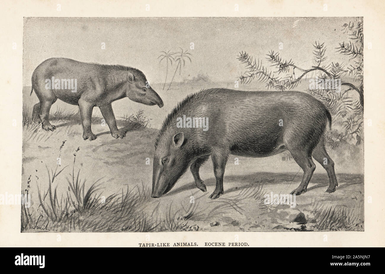 Тасманийский волк (тилацин). Изучает вымерших животных. Изучает вымерших животных. Вымерший тасманийский сумчатый волк. Изучает вымерших животных.