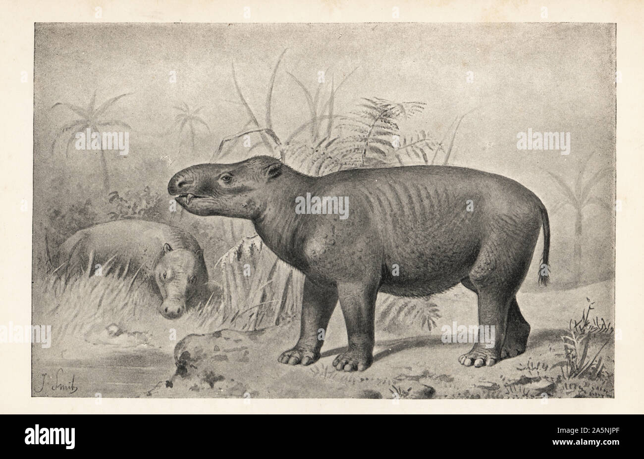 An ancient mammal Coryphodon radians (Coryphodon hamatus), Eocene Period. Print after an illustration by Joseph Smit from Henry Neville Hutchinson’s Creatures of Other Days, Popular Studies in Palaeontology, Chapman and Hall, London, 1896. Stock Photo