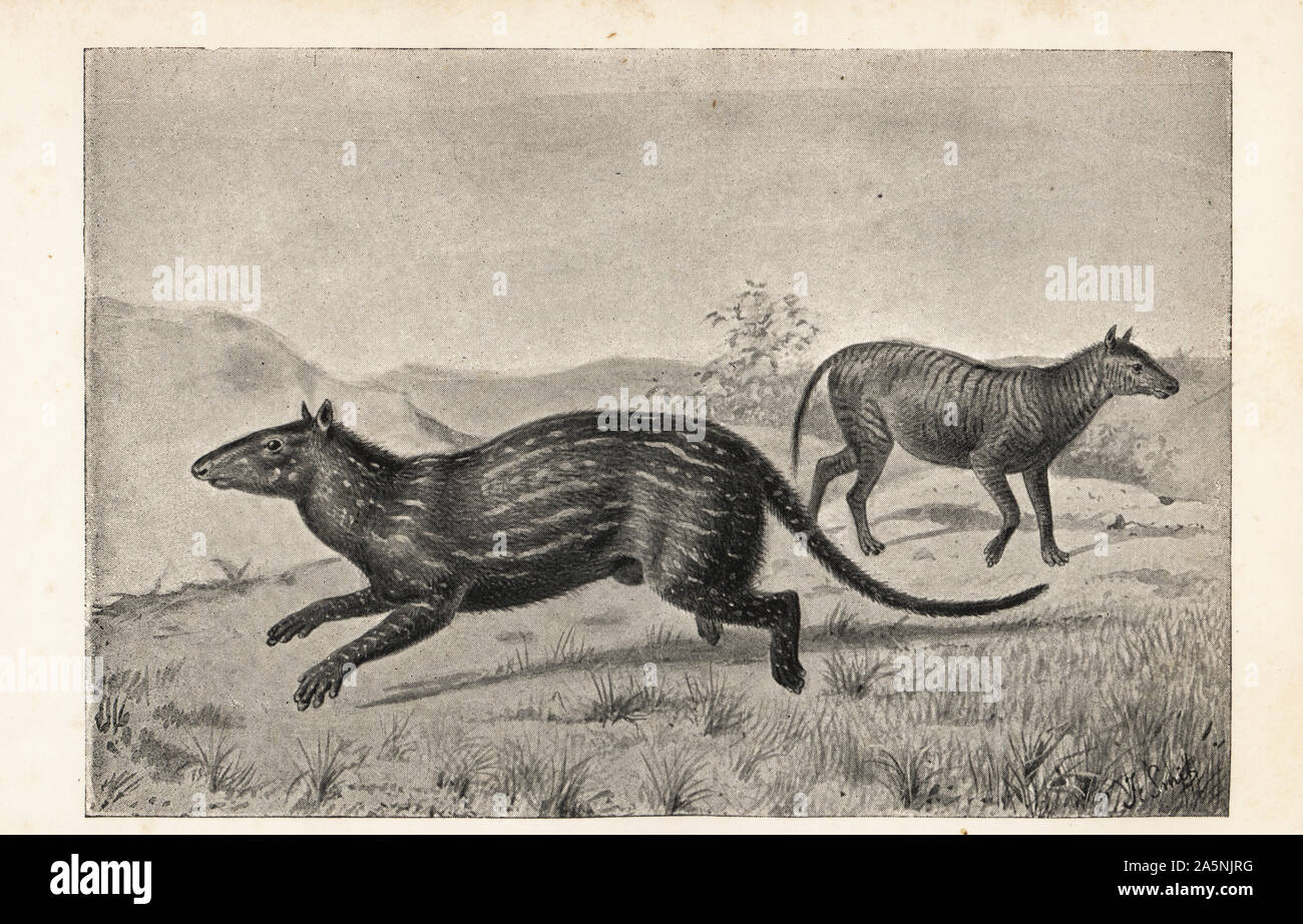 Reconstruction of Phenacodus primaevus and Hyracotherium leporinum, ancestors of the horse, Eocene period. Print after an illustration by Joseph Smit from Henry Neville Hutchinson’s Creatures of Other Days, Popular Studies in Palaeontology, Chapman and Hall, London, 1896. Stock Photo