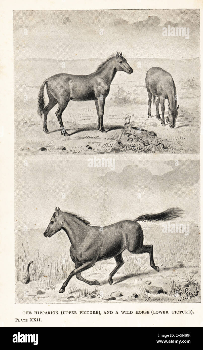 calça da equus