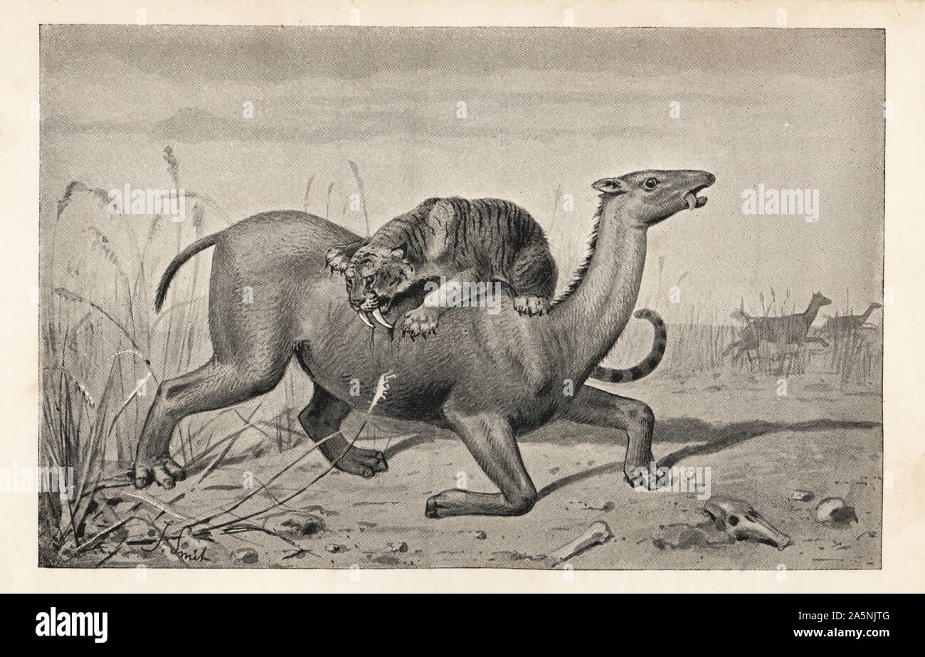 Extinct Macrauchenia patagonica, Miocene to Pleistocene, attacked by a saber-toothed cat, Smilodon populator, Pliocene to Pleistocene. Macrauchenia and the sabre-toothed tiger, Machaerodus. From the Pampas formation. Print after an illustration by Joseph Smit from Henry Neville Hutchinson’s Creatures of Other Days, Popular Studies in Palaeontology, Chapman and Hall, London, 1896. Stock Photo