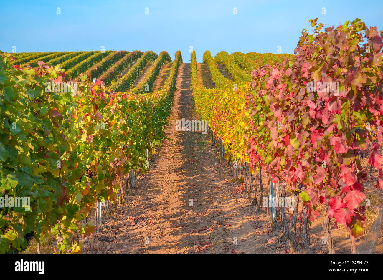 Beautiful autumn vineyard in Moravia, Czech Republic. Rows of vineyards, partly blurred leaves. Colorful, red and golden vine leaves. Fall landscape. Seasons of the year. Stock Photo