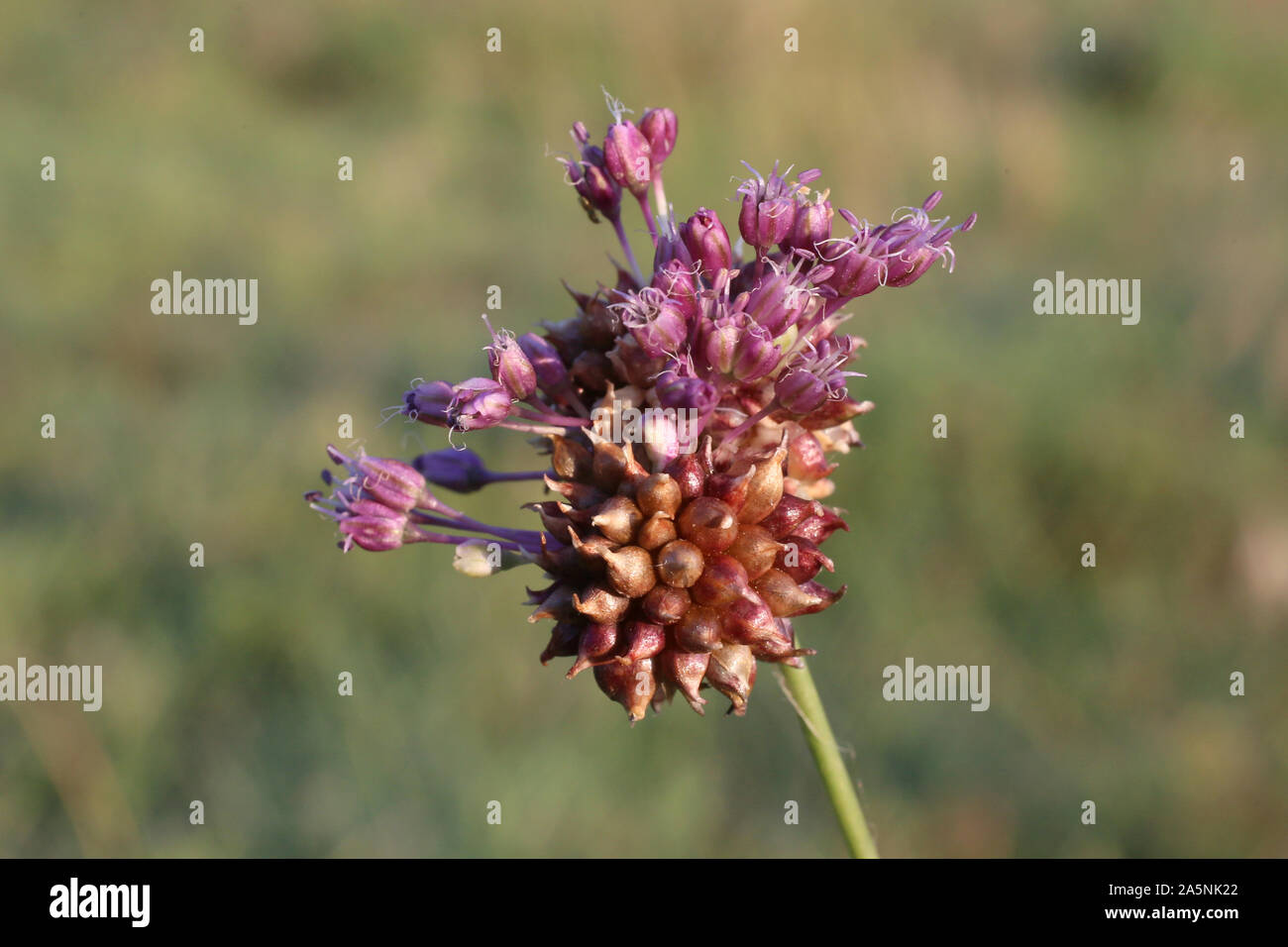 Allium scorodoprasum - wild flower Stock Photo