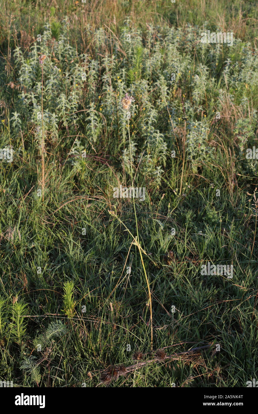Allium scorodoprasum - wild flower Stock Photo