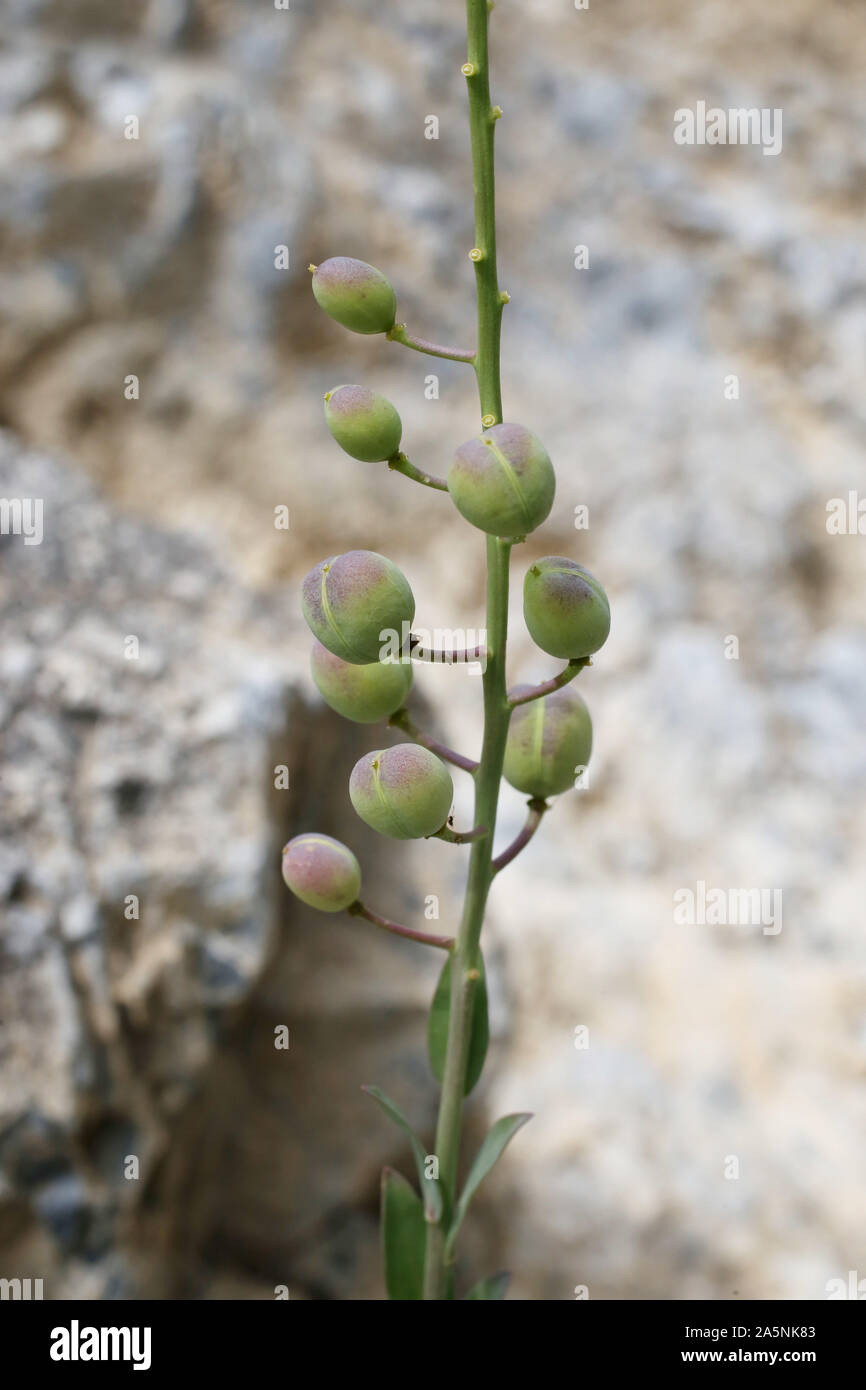 Alyssoides utriculata - wild flower Stock Photo