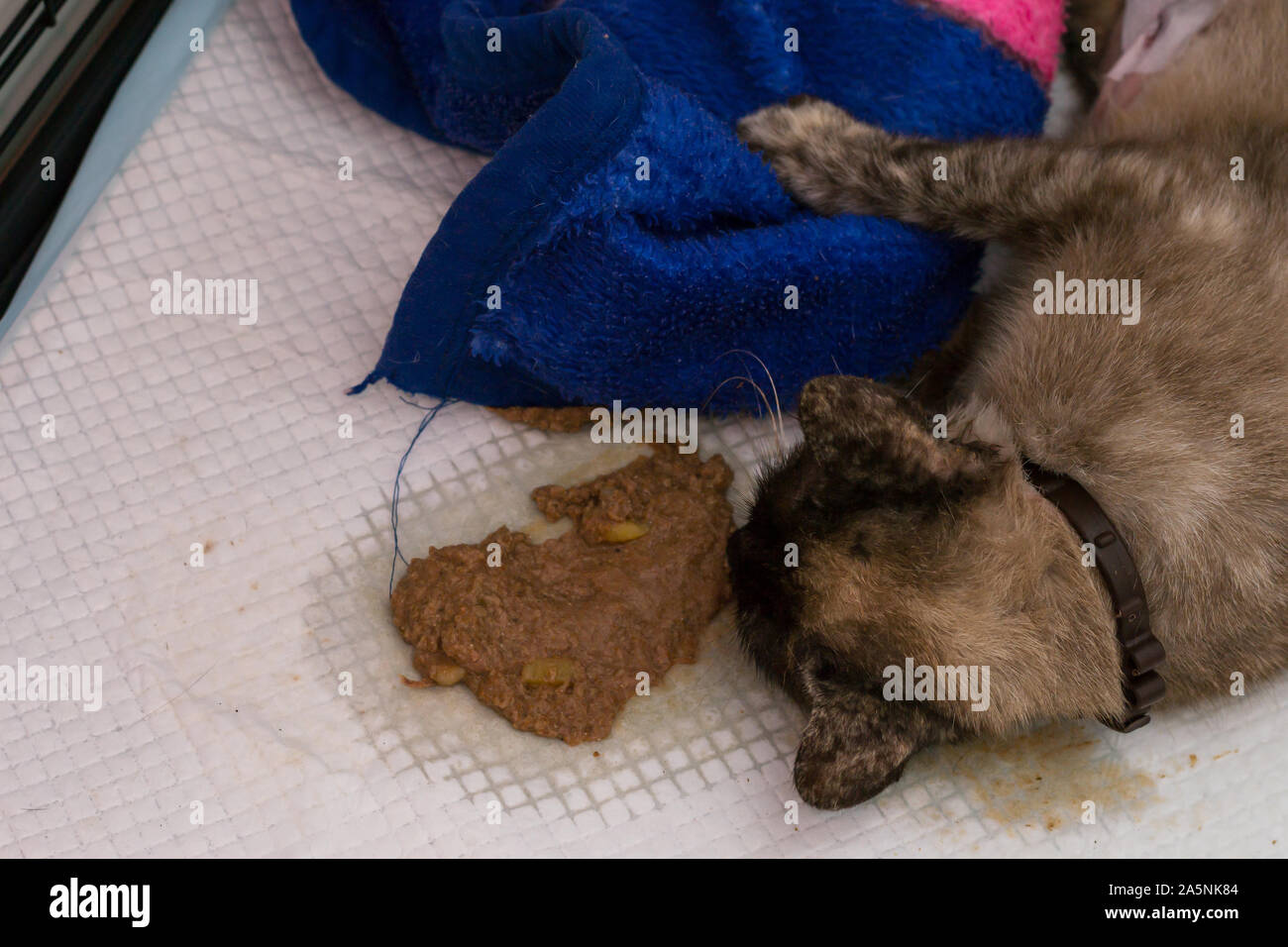 the cat vomiting after surgery Stock Photo Alamy