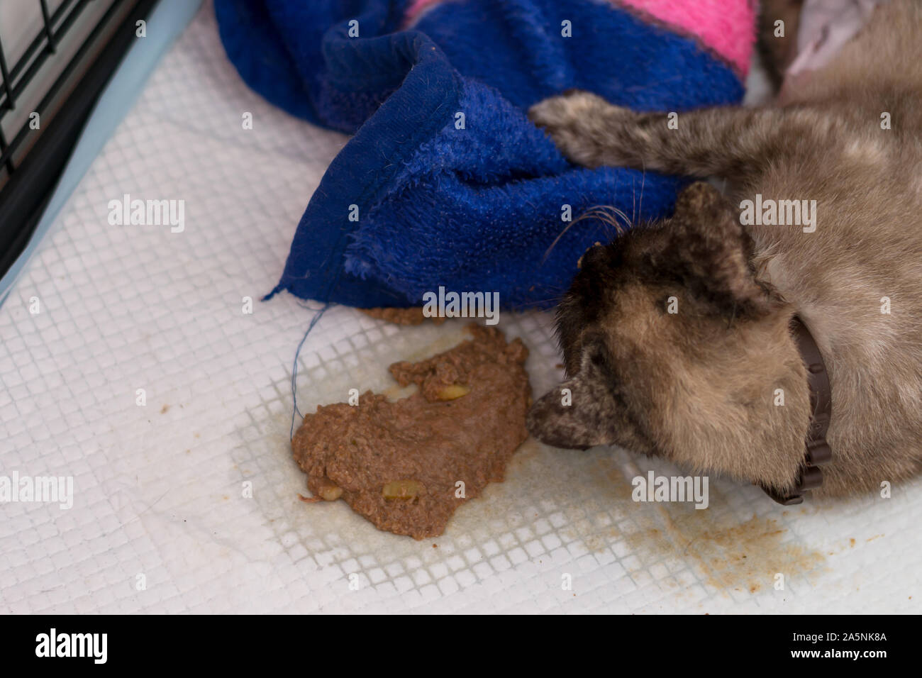 the cat vomiting after surgery Stock Photo Alamy