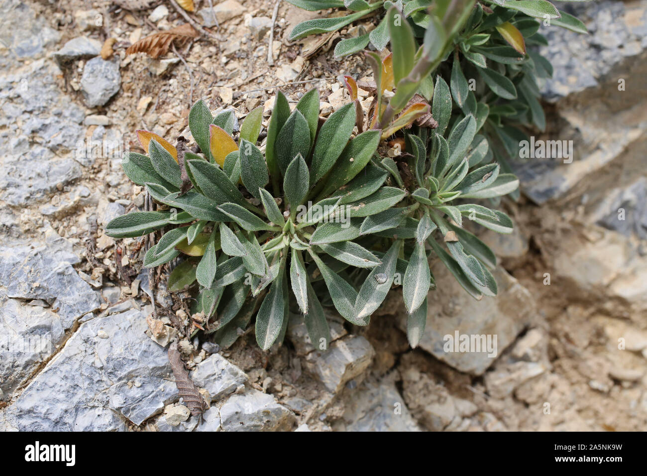 Alyssoides utriculata - wild flower Stock Photo