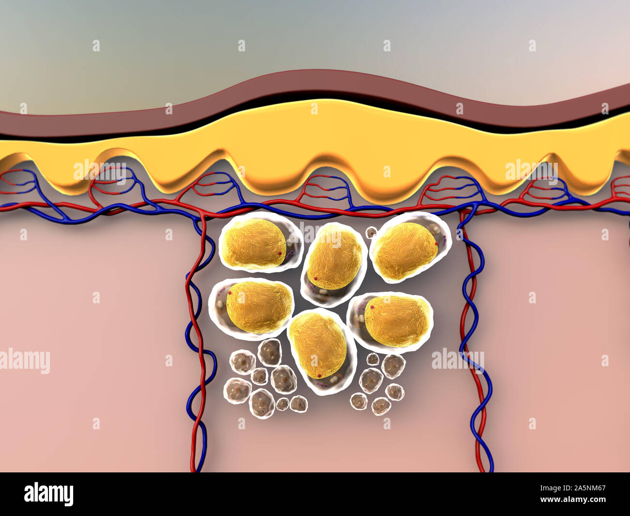 subcutaneous fat, illustration of human leather anatomy, fat cells and vein, fat cells under skin Stock Photo