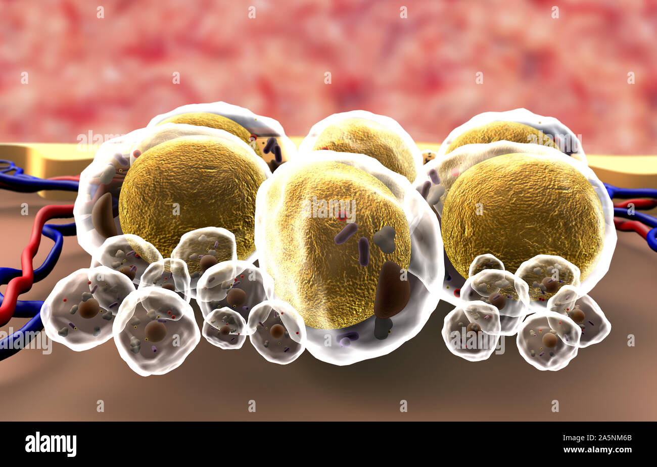 subcutaneous fat, illustration of human leather anatomy, fat cells and vein, fat cells under skin Stock Photo