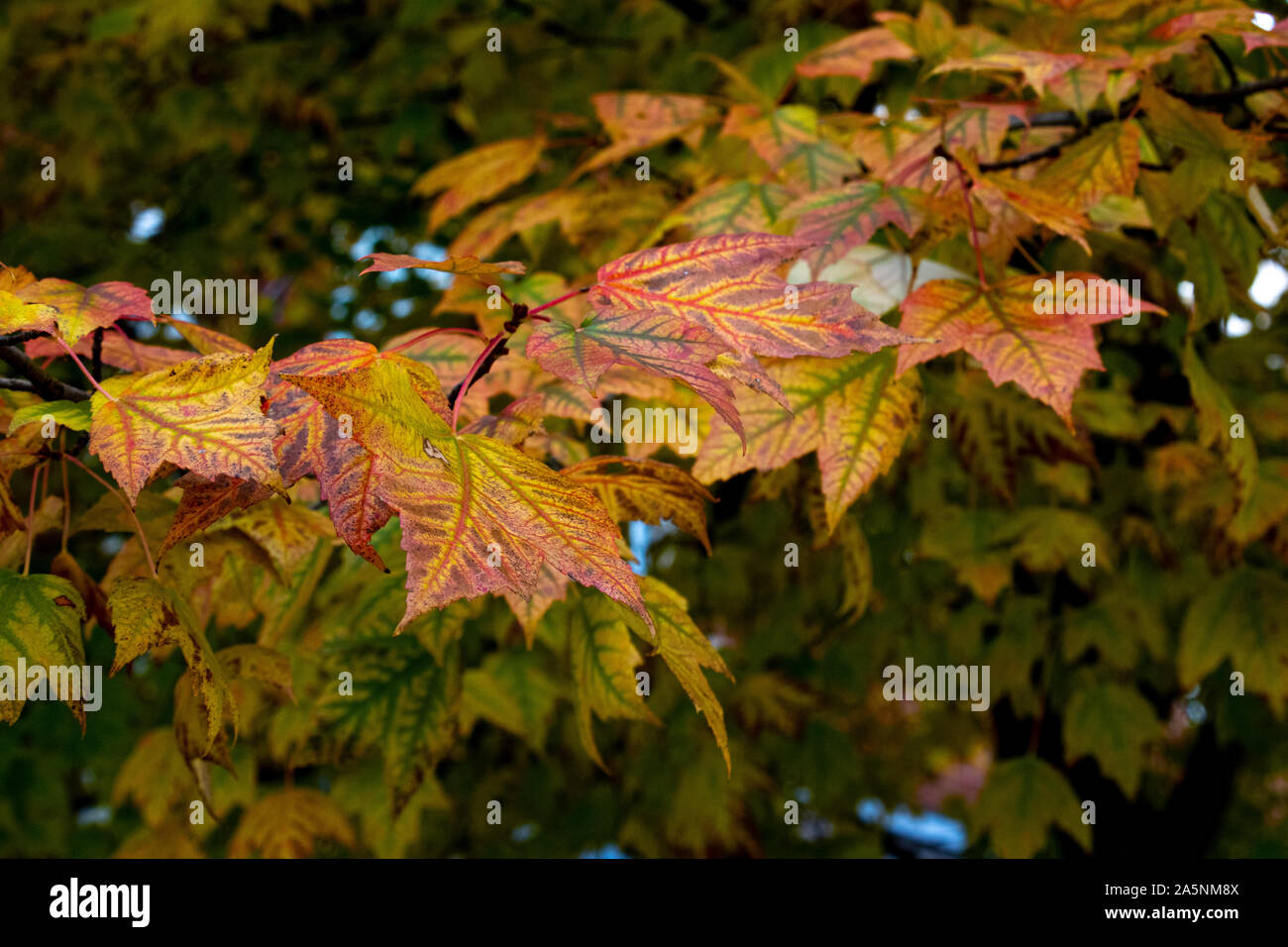 Close up of leaves changing color in the Fall Stock Photo - Alamy
