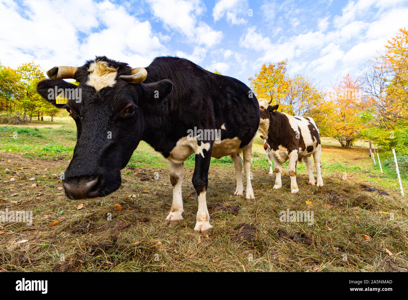 Holstein friesian bull hires stock photography and images Alamy