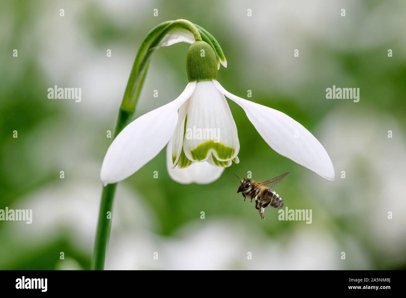 Honey bee (Apis mellifera) on Snowdrop (Galanthus nivalis), Hesse, Germany Stock Photo