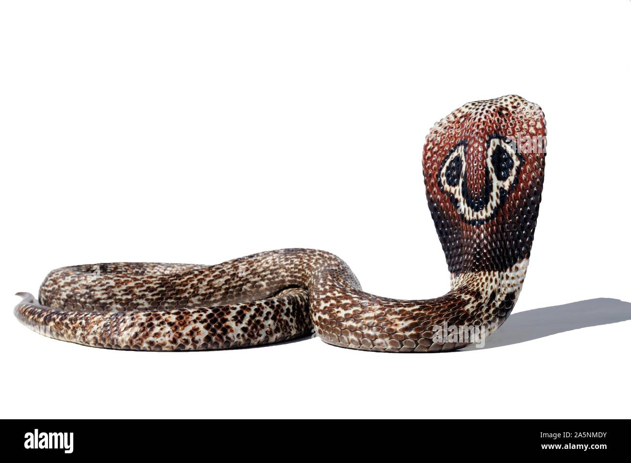 Indian Cobra (Naja), white background, captivity, India Stock Photo