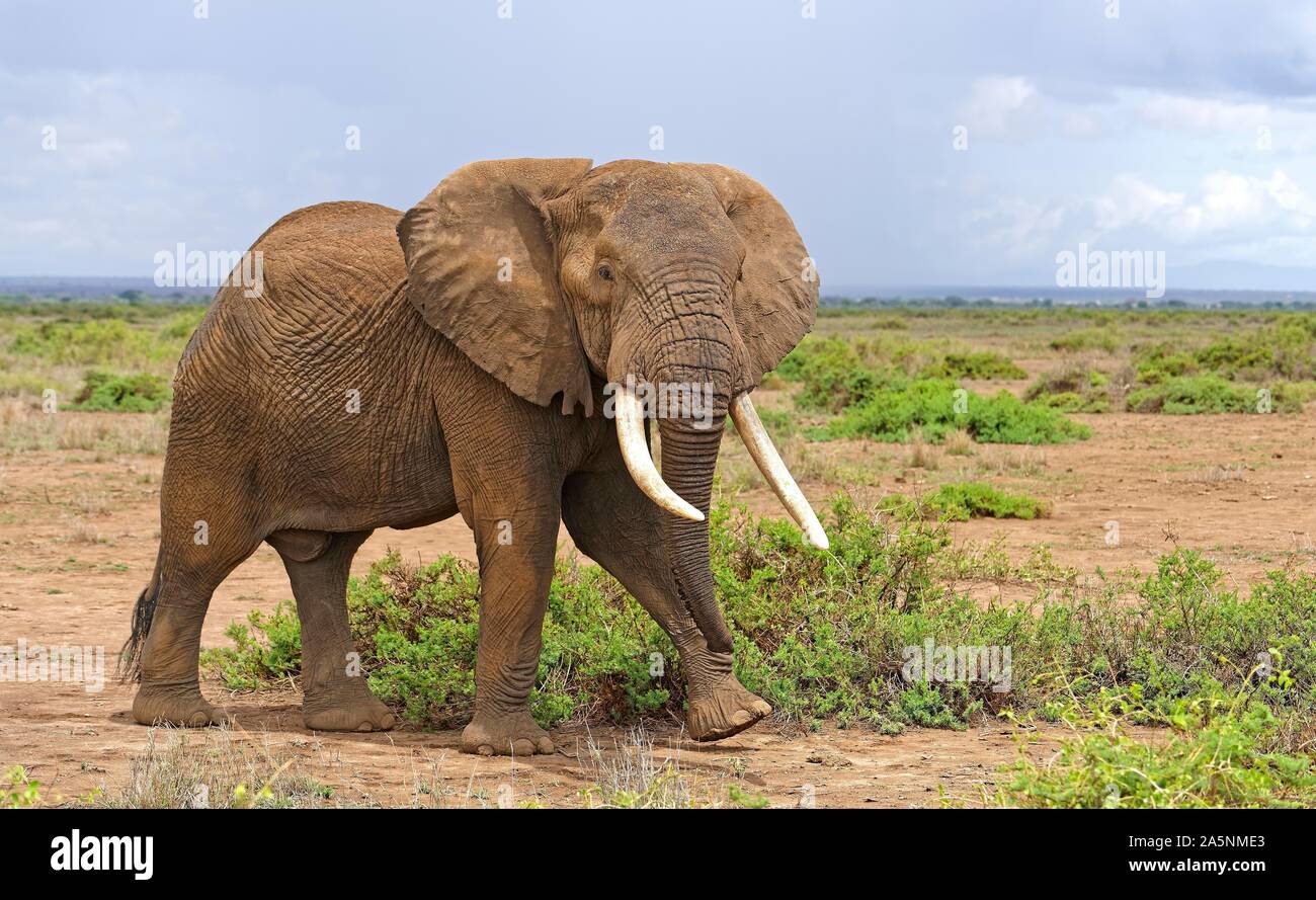 African elephant (Loxodonta africana), elephant bull, Amboseli National Park, Kenya Stock Photo