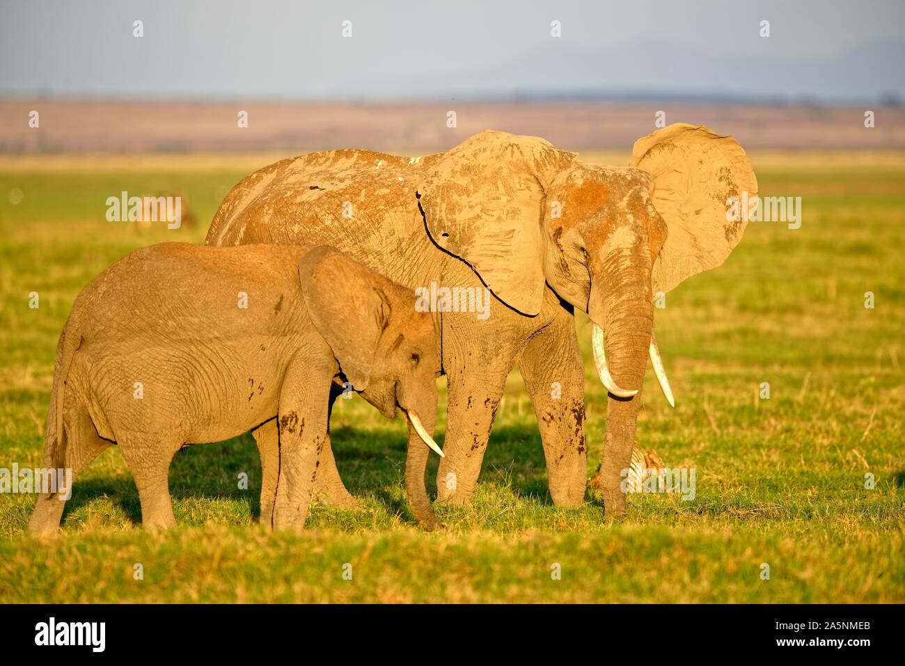 African elephant (Loxodonta africana), Elephant cow with young animal, Amboseli National Park, Kenya Stock Photo