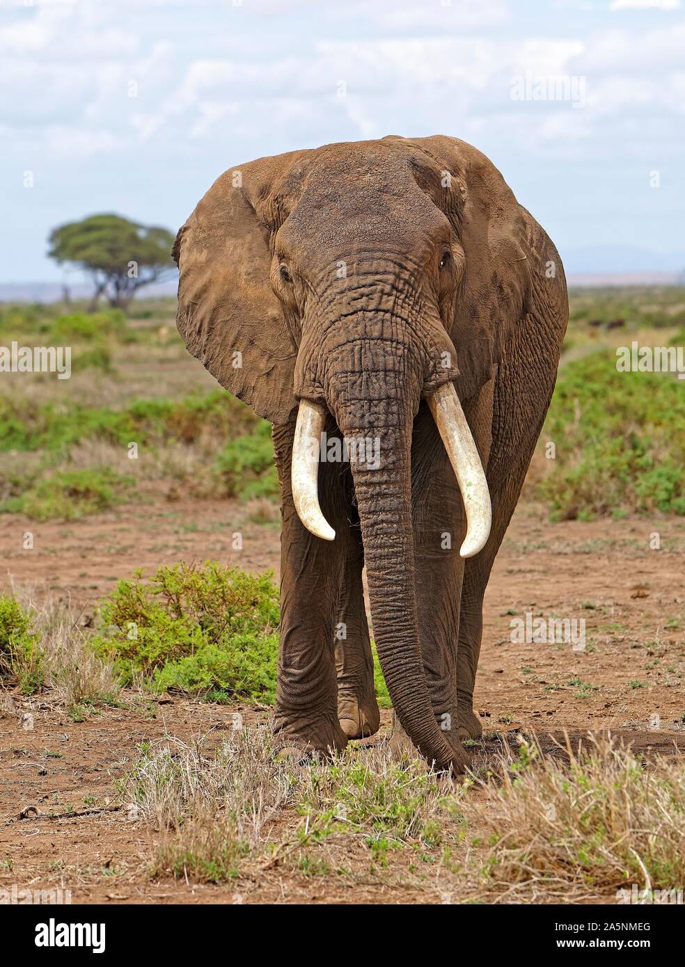 African elephant (Loxodonta africana), elephant bull, Amboseli National Park, Kenya Stock Photo