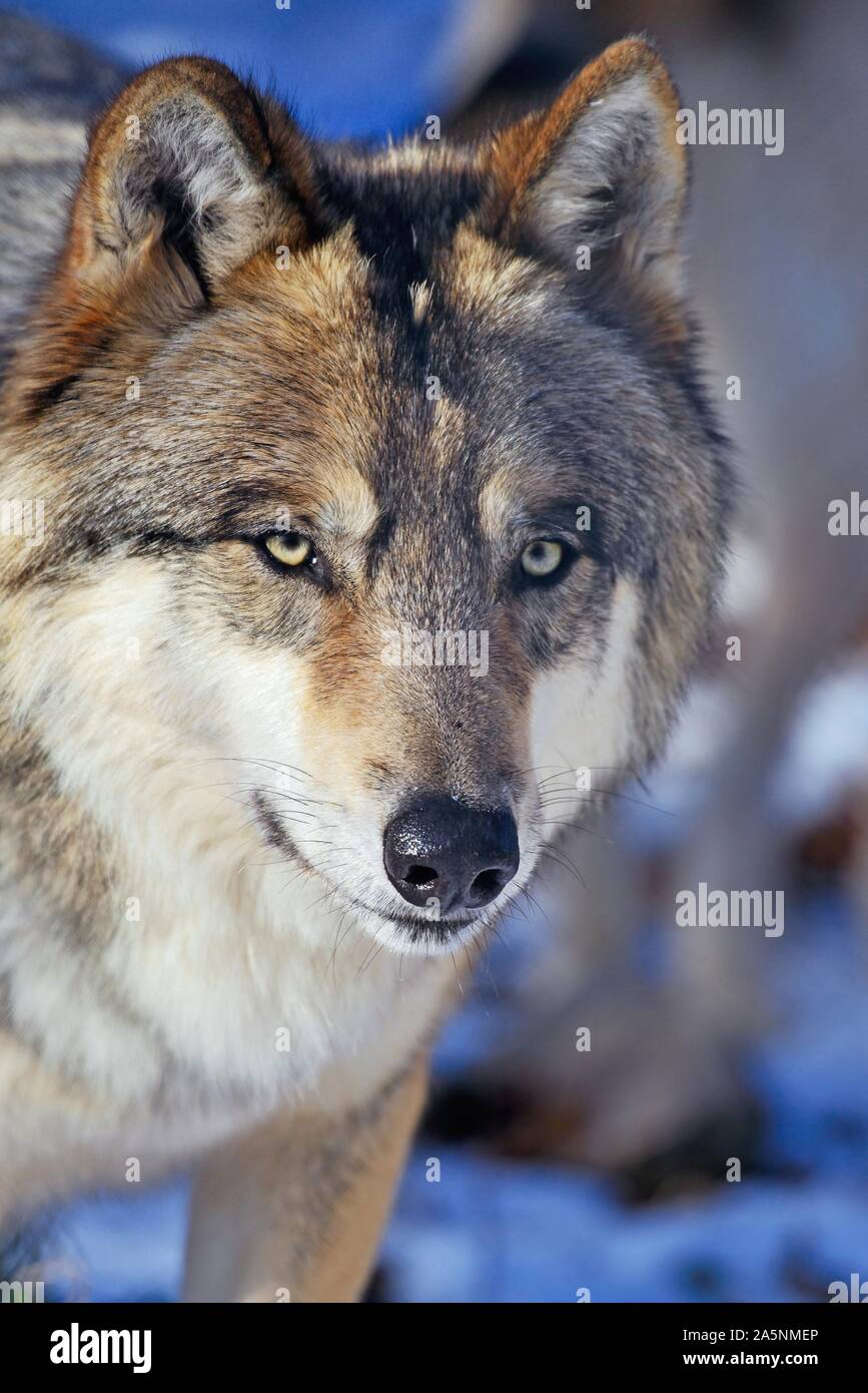 Tundra wolf (Canis lupus albus), animal portrait, captivity, eurasian tundra, Russia Stock Photo