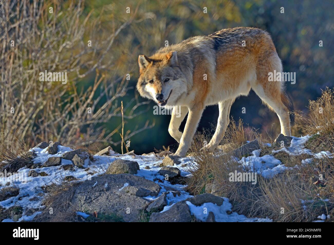 Tundra wolf (Canis lupus albus), in snow, captivity, eurasian tundra, Russia Stock Photo