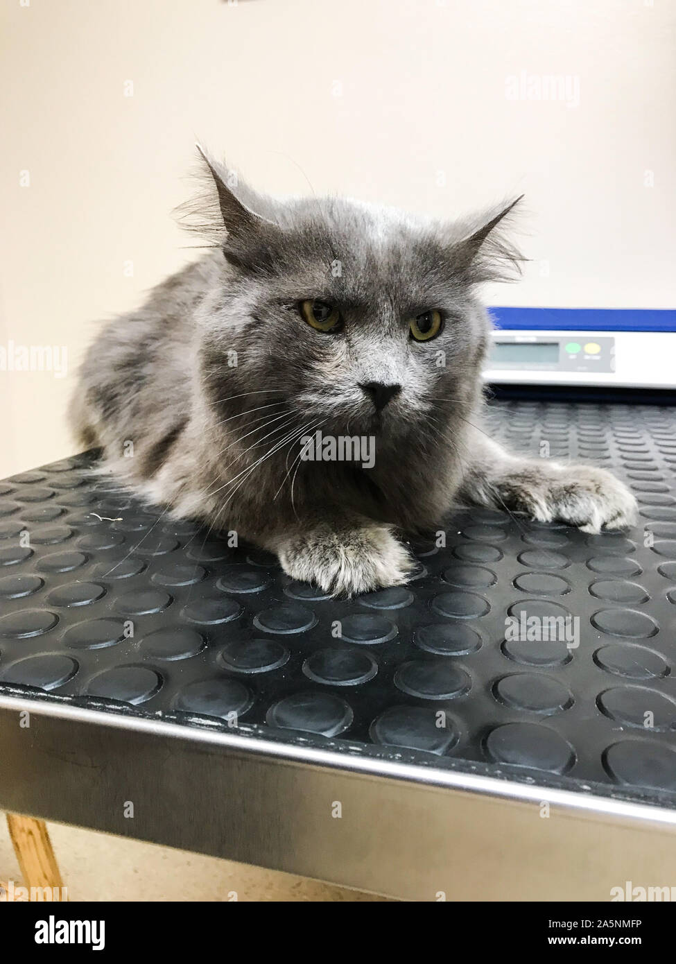 Cat with feline leukemia at the vet office. Stock Photo