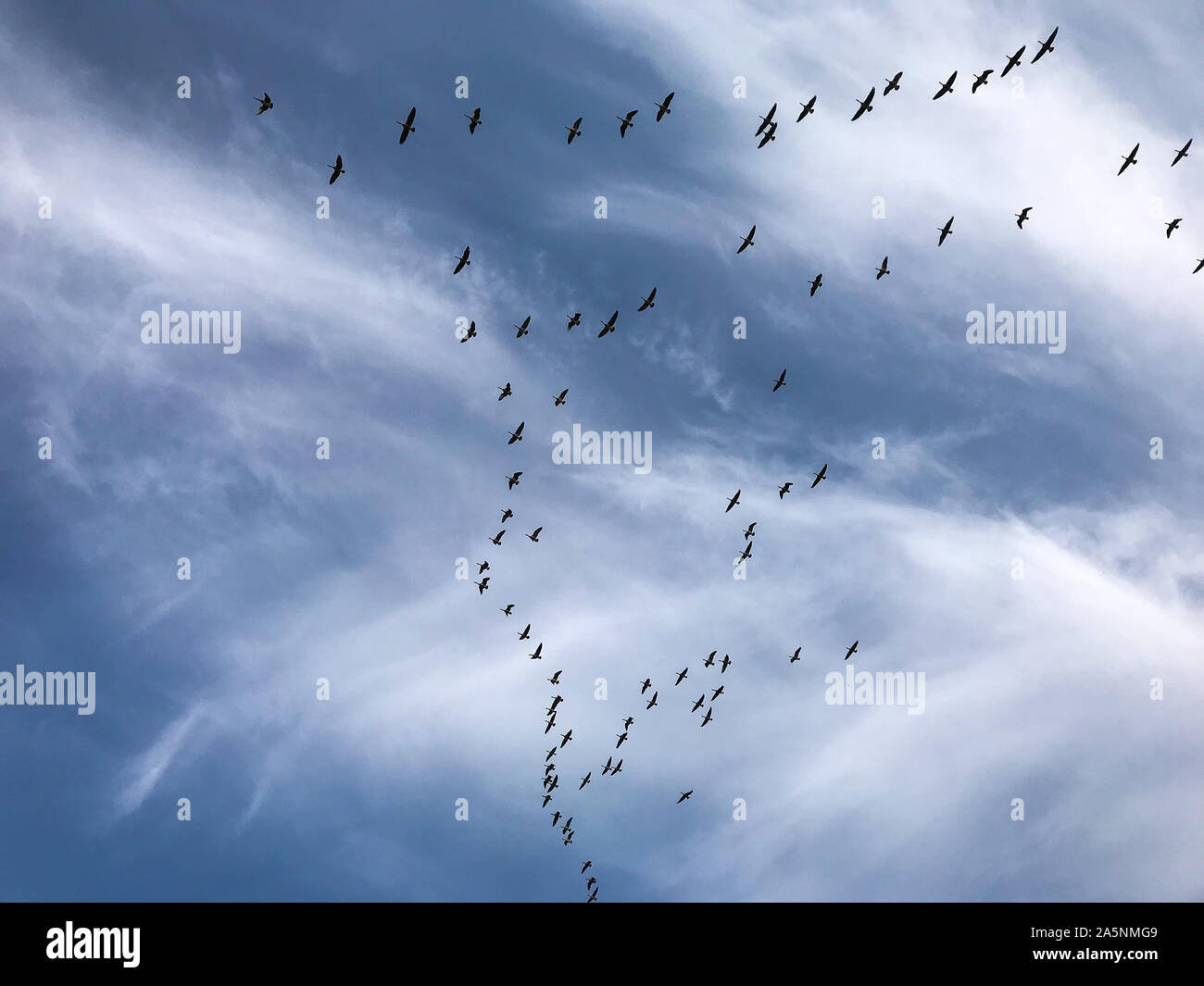 Canada Geese heading south for winter. Stock Photo