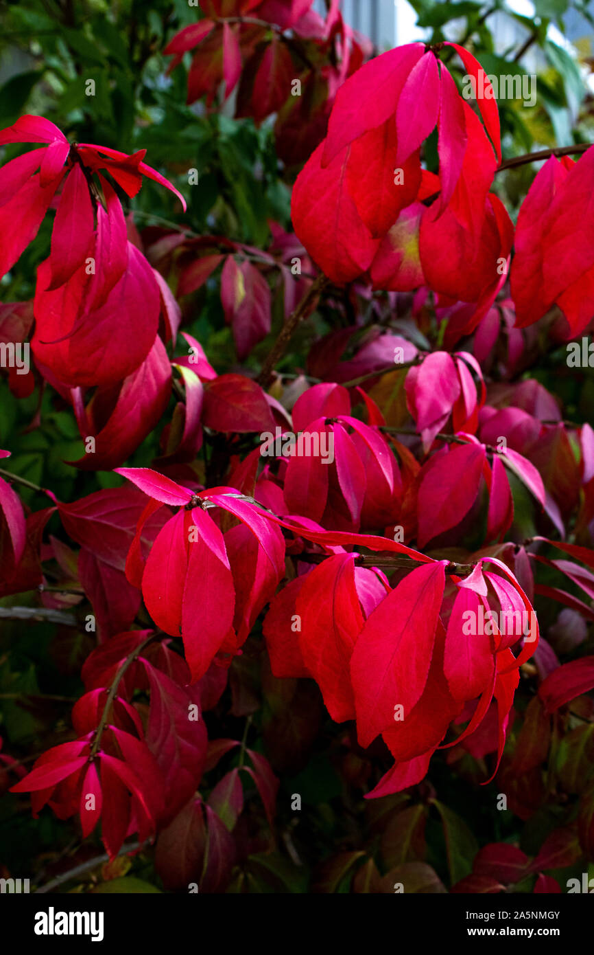 Close up of leaves changing color in the Fall Stock Photo - Alamy