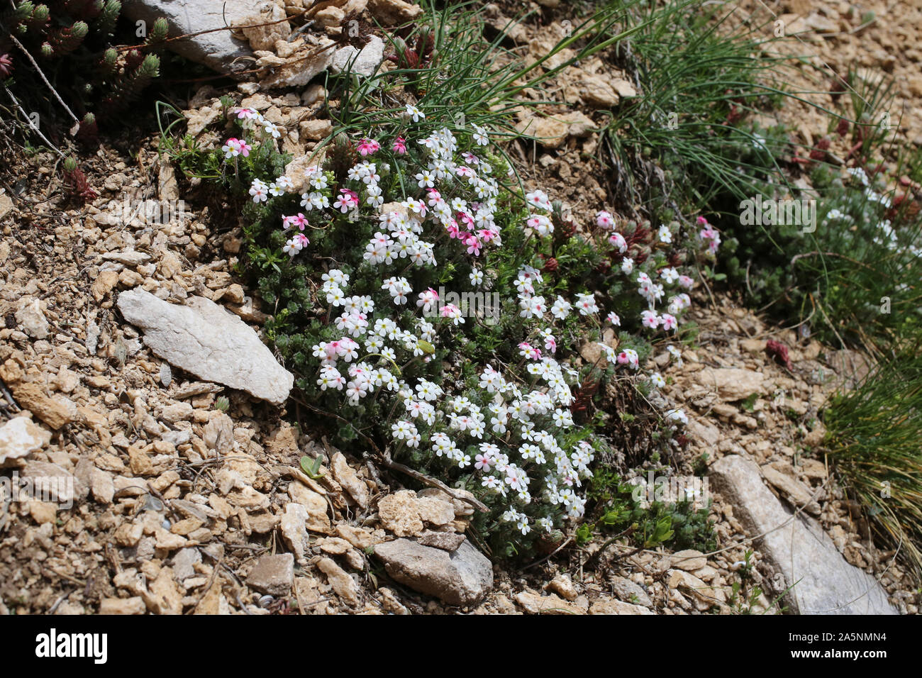 Androsace villosa - wild flower Stock Photo