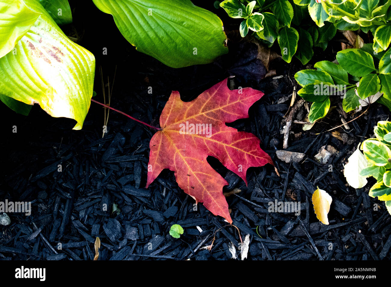Single maple leaf on the ground Stock Photo