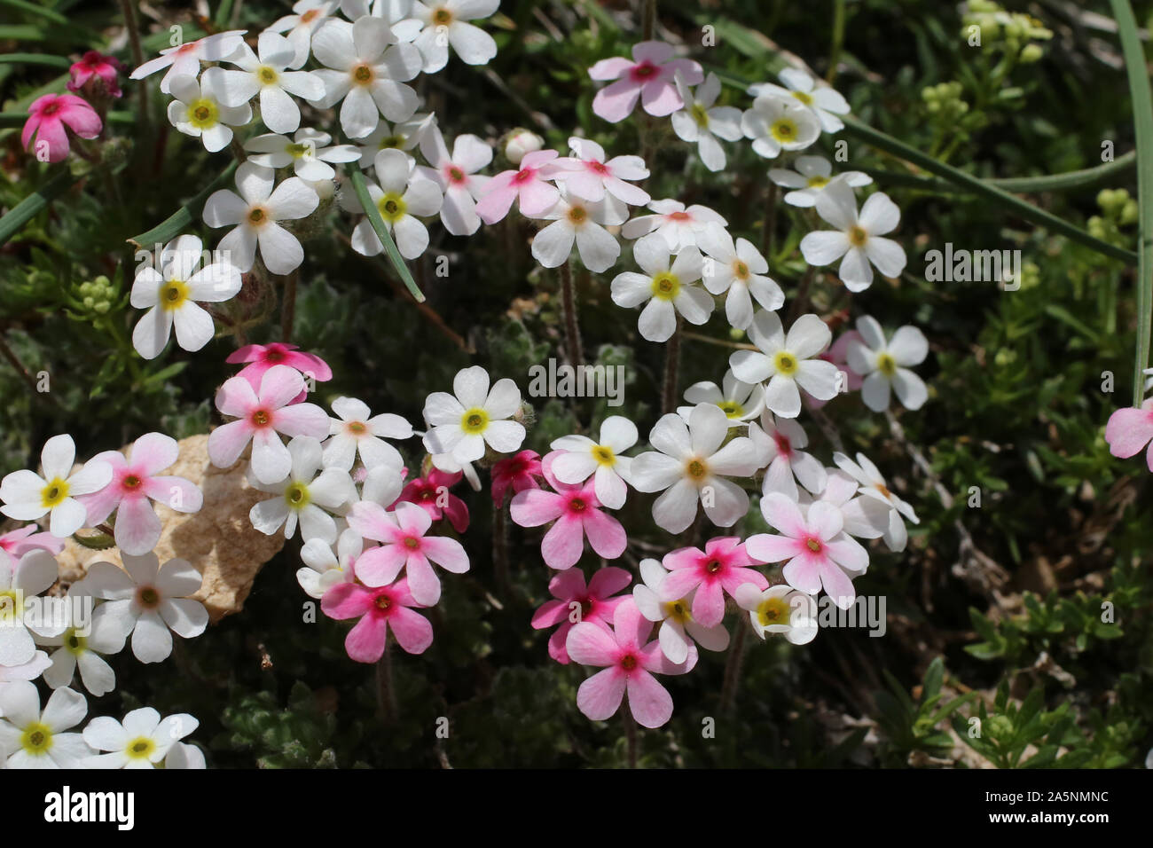 Androsace villosa - wild flower Stock Photo