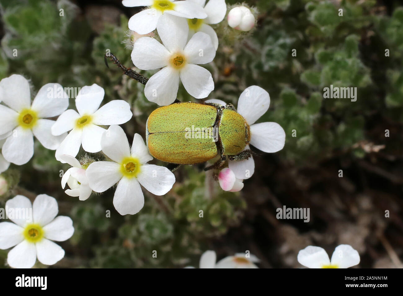 Hoplia farinosa - wild insect Stock Photo