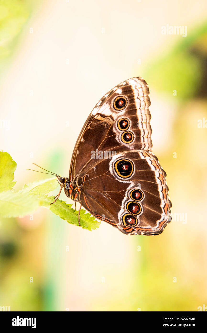 An exotic butterfly (blue morpho) resting on a green leaf. Shallow depth of field. SDF. Stock Photo