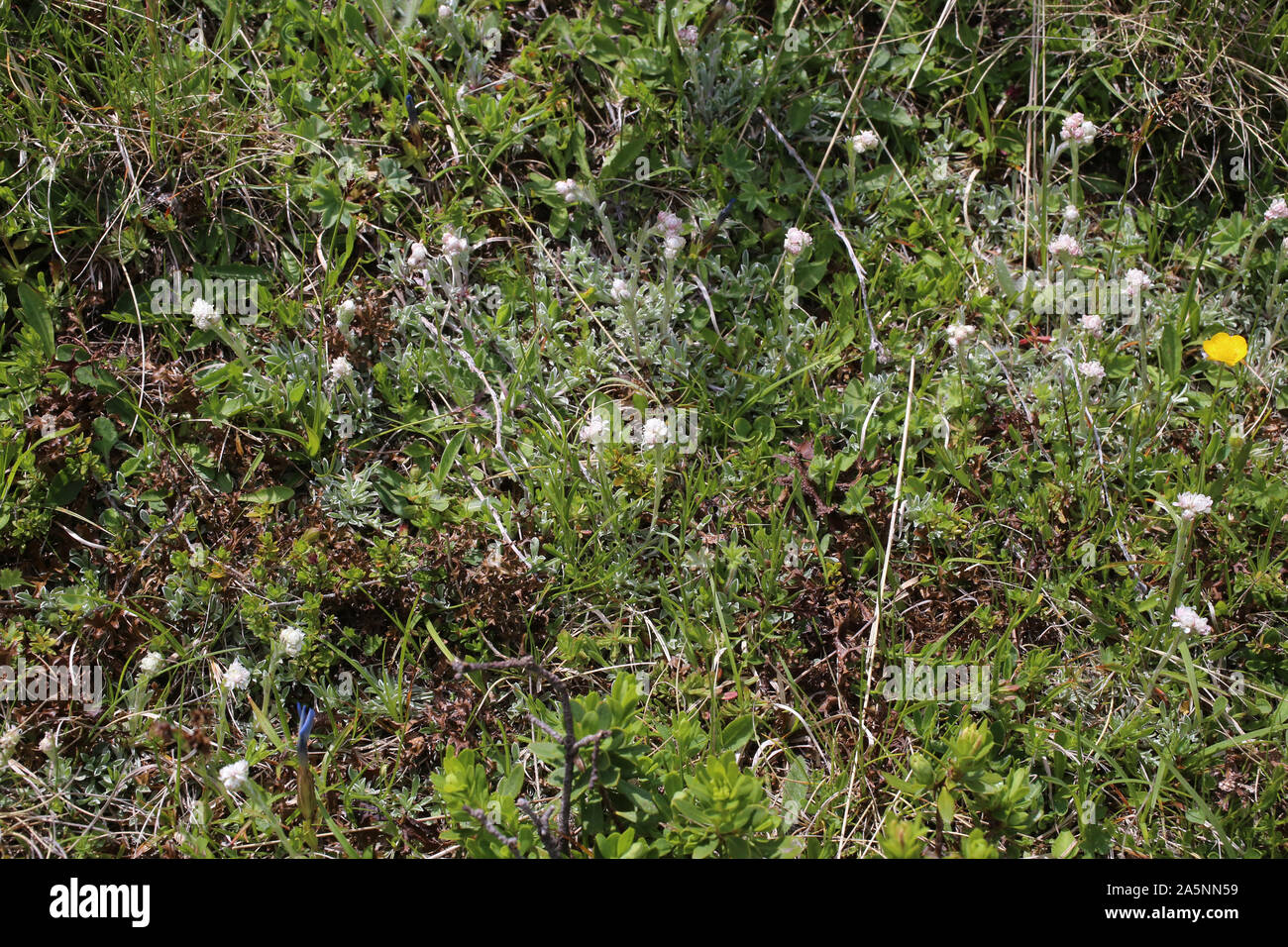 Antennaria dioica - wild flower Stock Photo
