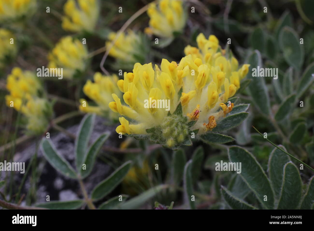 Anthyllis vulneraria - wild flower Stock Photo