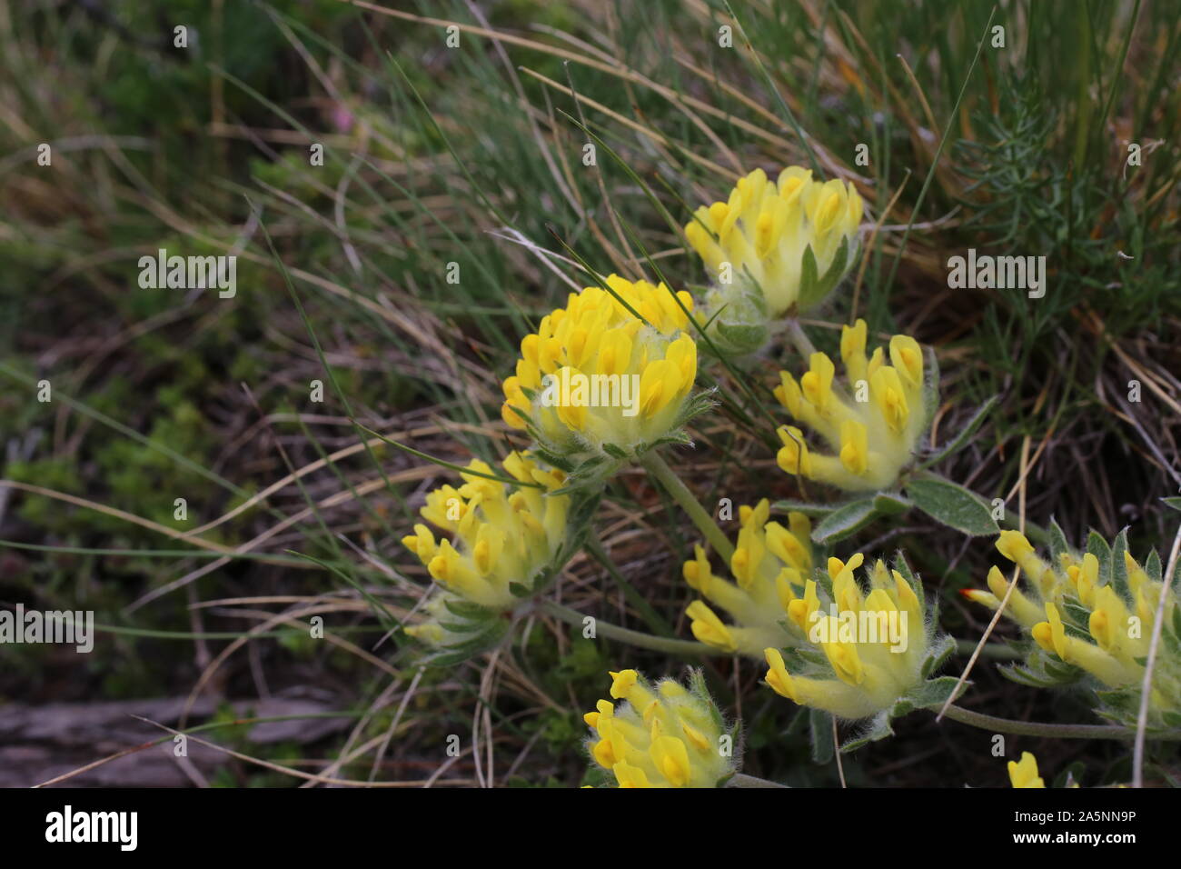 Anthyllis vulneraria - wild flower Stock Photo
