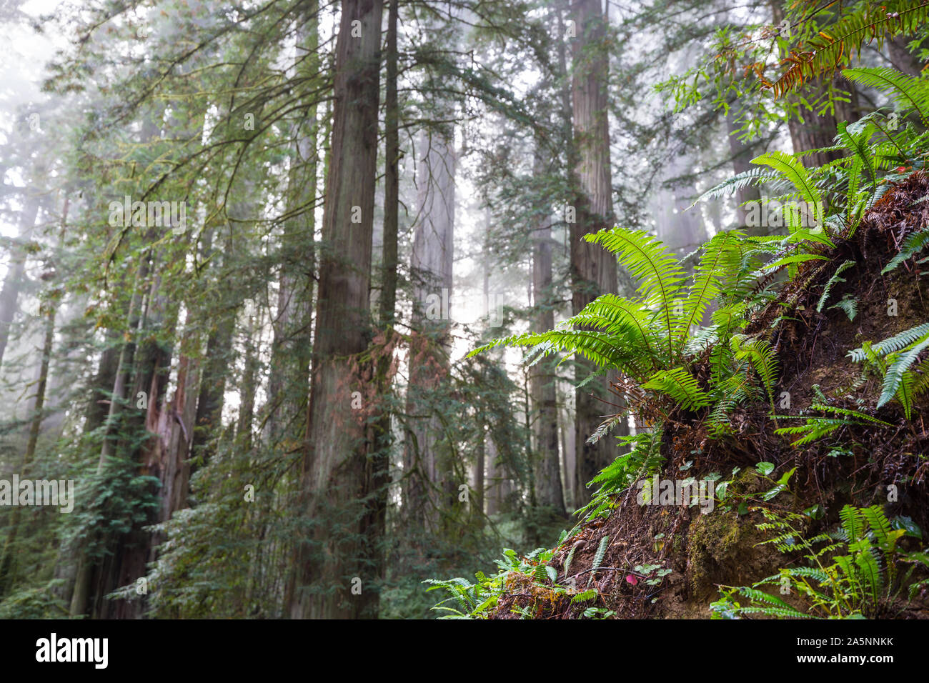 Green fern in forest in the summer season Stock Photo - Alamy