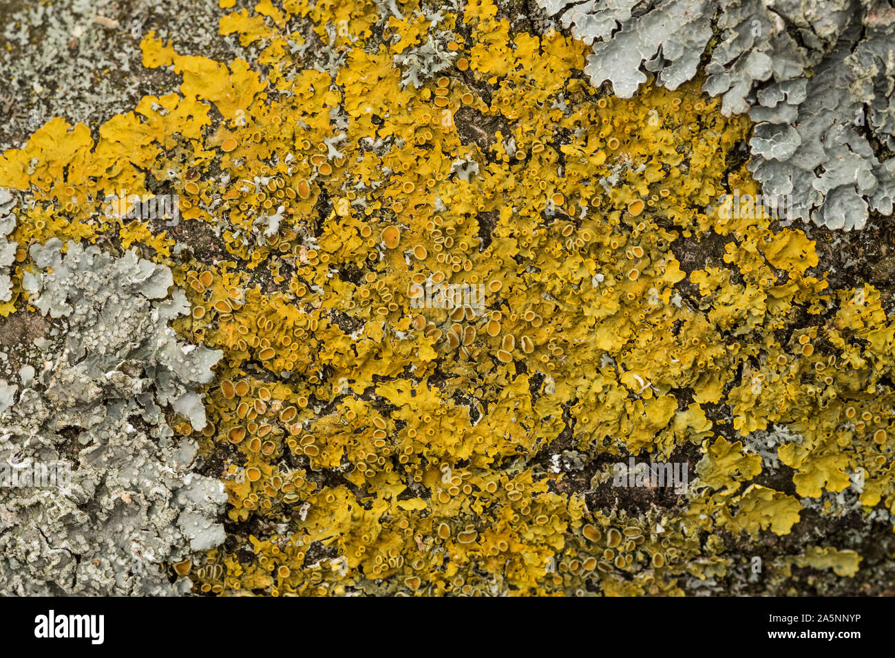 Leafy Xanthoria lichen,from the Greek 'xanthos' meaning yellow. Nitrogen loving lichen, indicates Nitrogen pollutants.Punctelia subrudecta in corners. Stock Photo