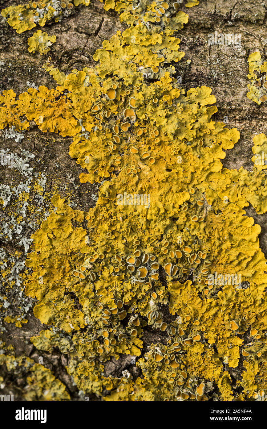 Leafy Xanthoria lichen, named from the Greek 'xanthos' meaning yellow. A Nitrogen loving lichen, indicates presence of Nitrogen pollutants. Stock Photo