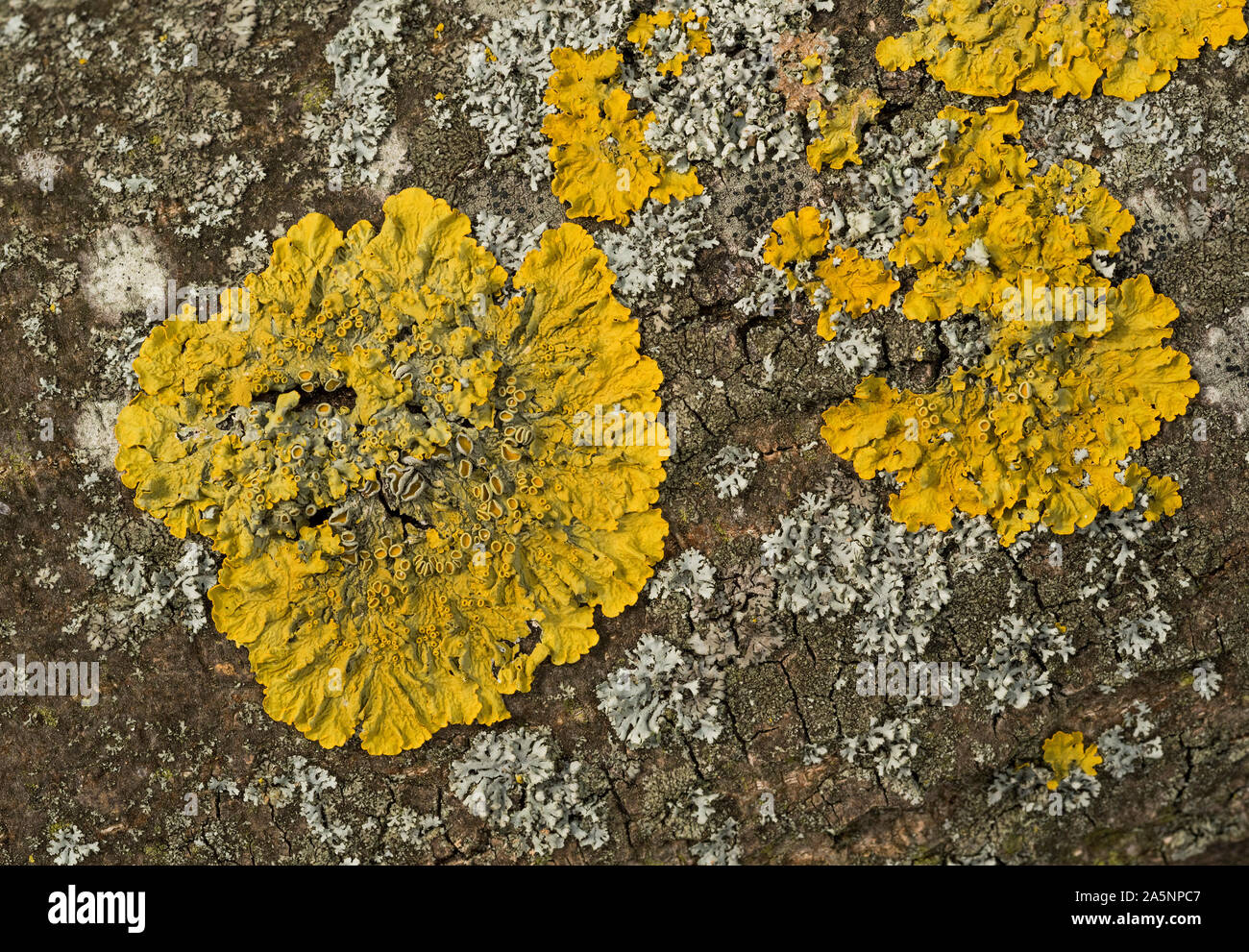 Leafy Xanthoria lichen, named from the Greek 'xanthos' meaning yellow. A Nitrogen loving lichen, indicates presence of Nitrogen pollutants. Stock Photo