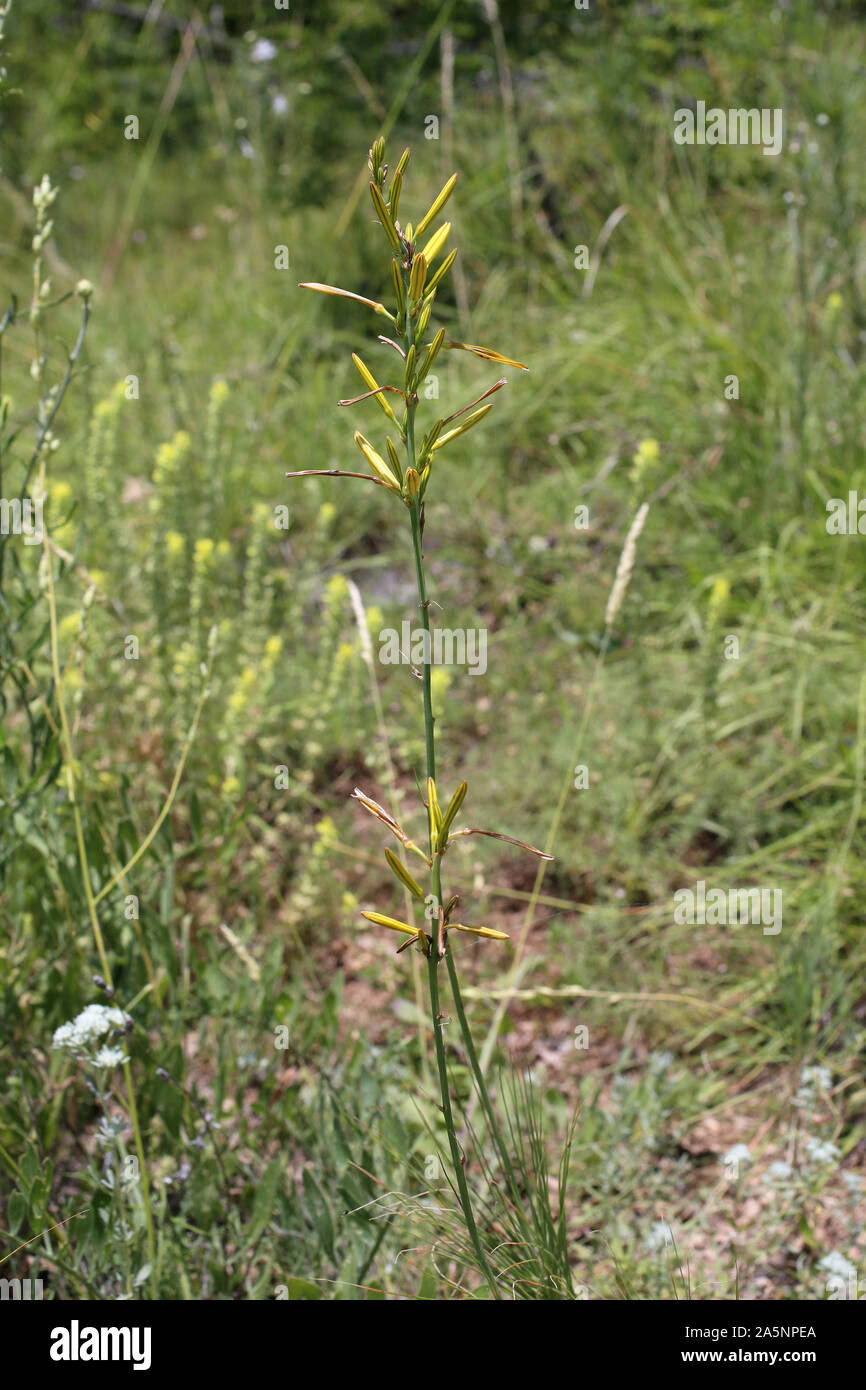 Asphodeline liburnica - wild plant Stock Photo