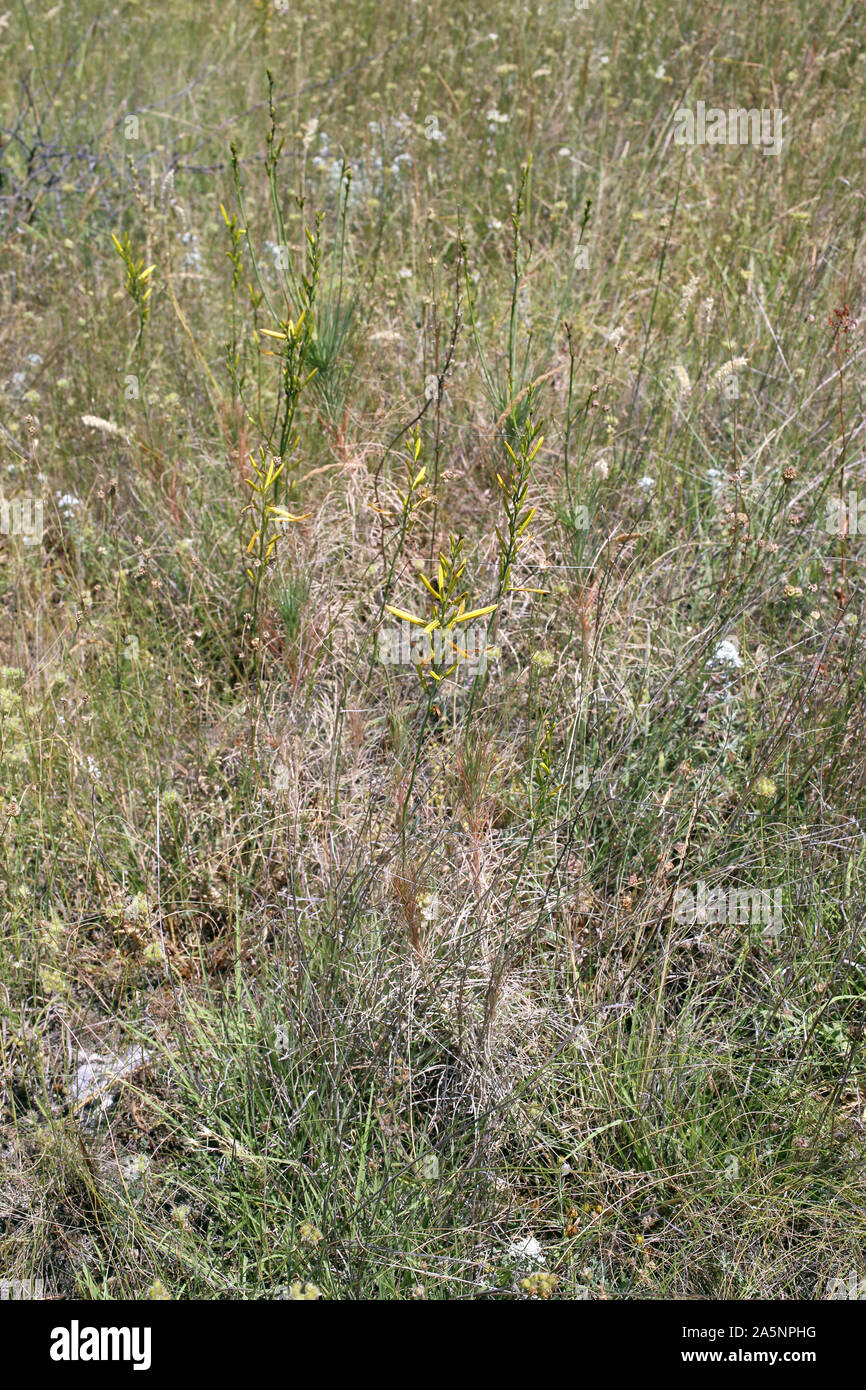 Asphodeline liburnica - wild plant Stock Photo
