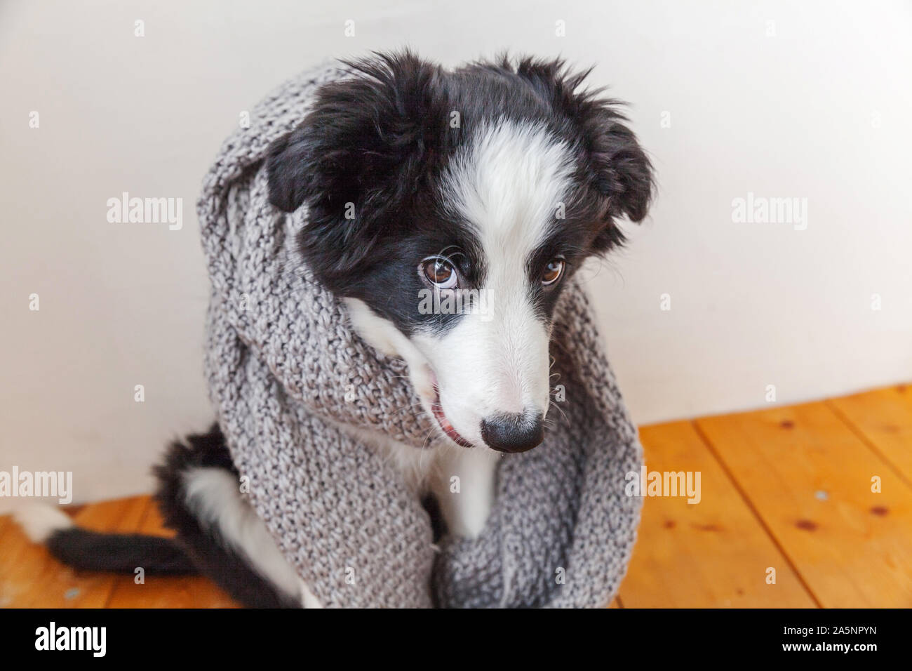 border collie clothes