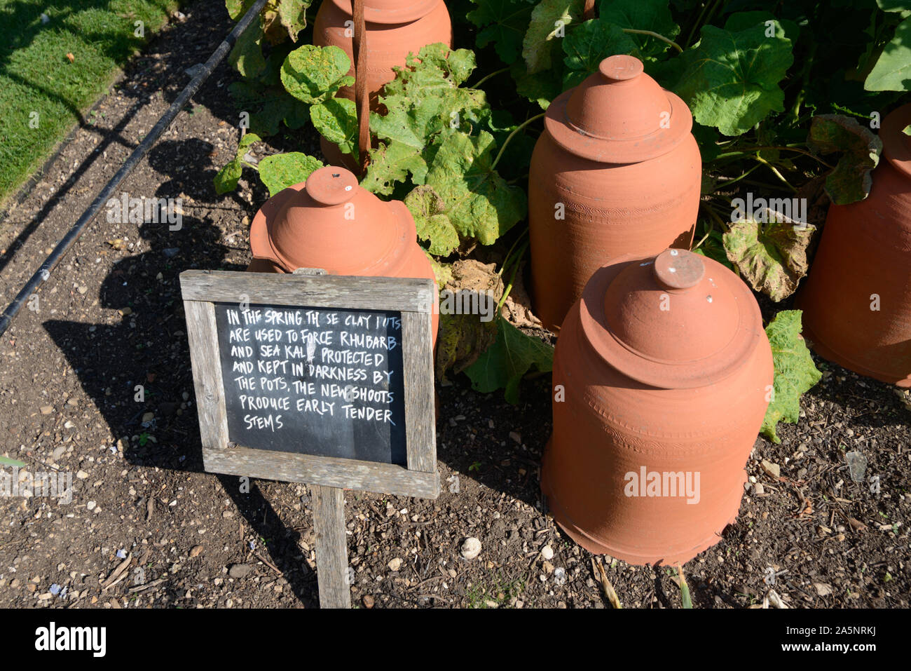Pottery Forcing Pots, Terracotta Rhubarb Forcers, or Bell-Shaped Pots in Kitchen Garden, University of Oxford Botanic Garden Oxford England Stock Photo