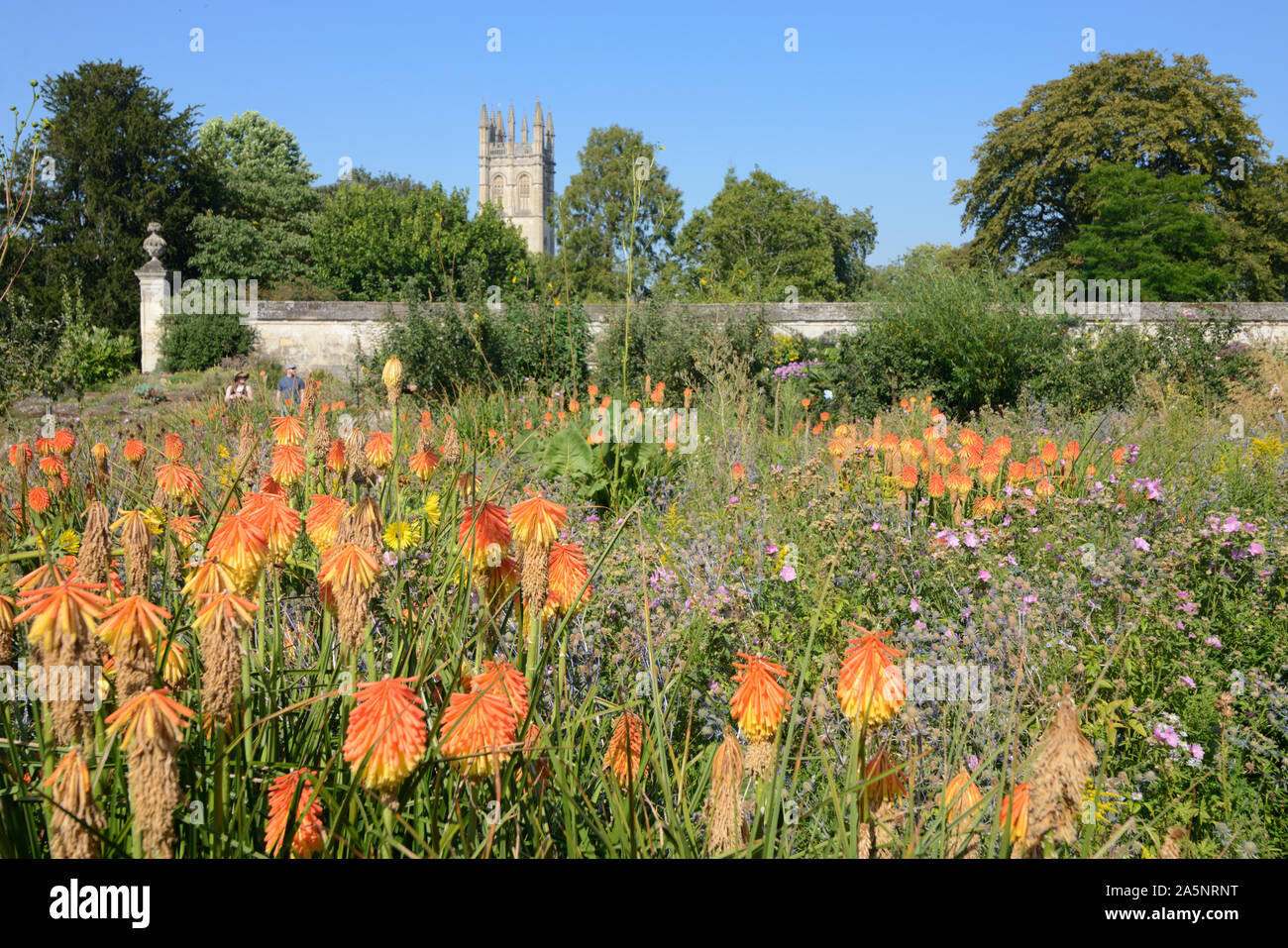Red Hot Pokers or Kniphofia, part of South Africa Collection, at the University of Oxford Botanic Garden Oxford with Magdalen Tower in Background Stock Photo