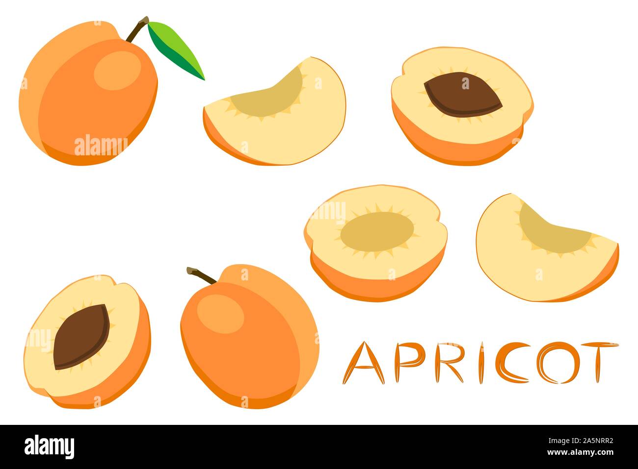 Illustration on theme big set different types round apricot, plant various size. Apricot pattern consisting of collection meal for organic health beve Stock Vector