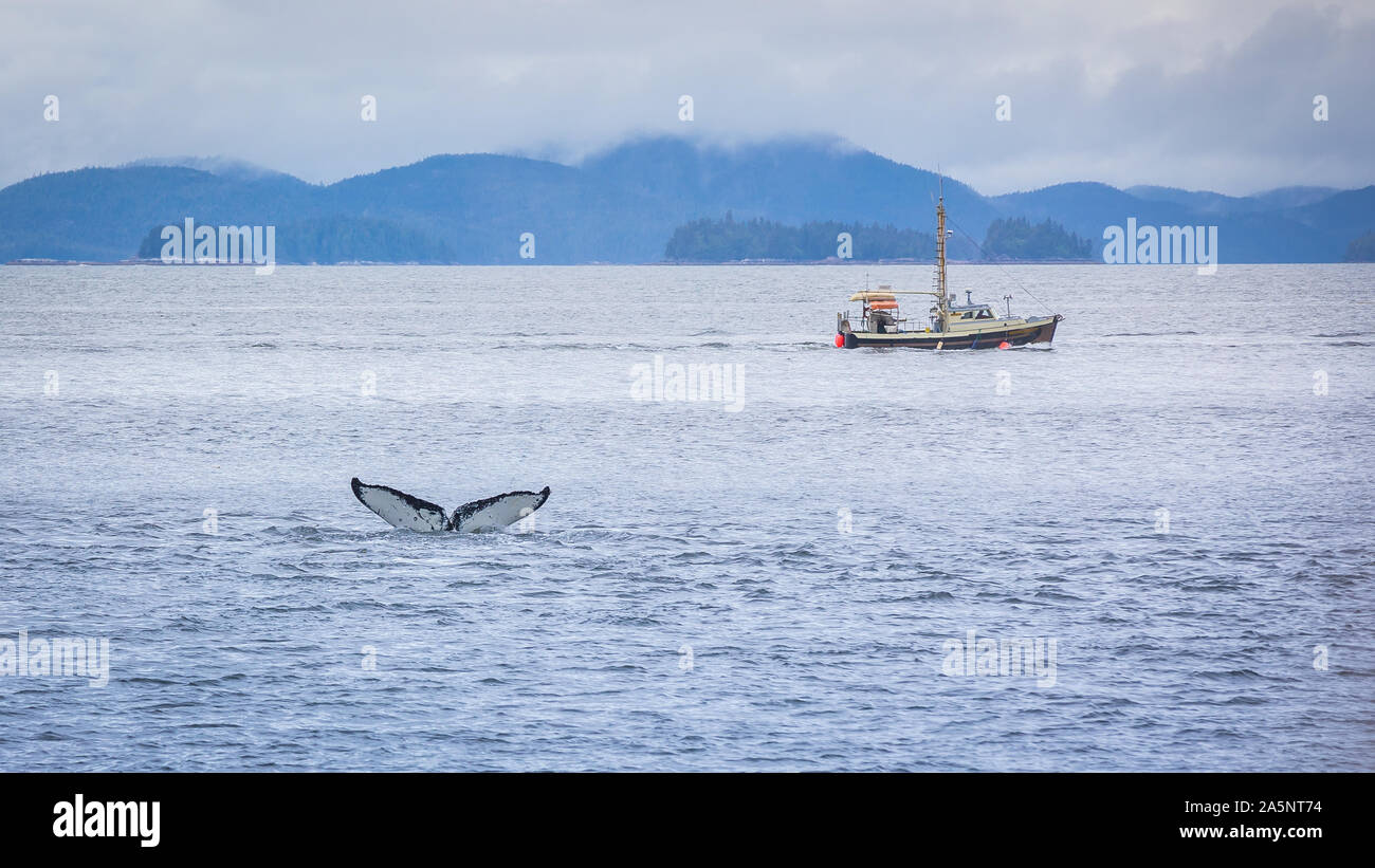 Hump Back Whale diving off in front of a small fishing boat, West Cost near Prince Rupert, Canada Stock Photo