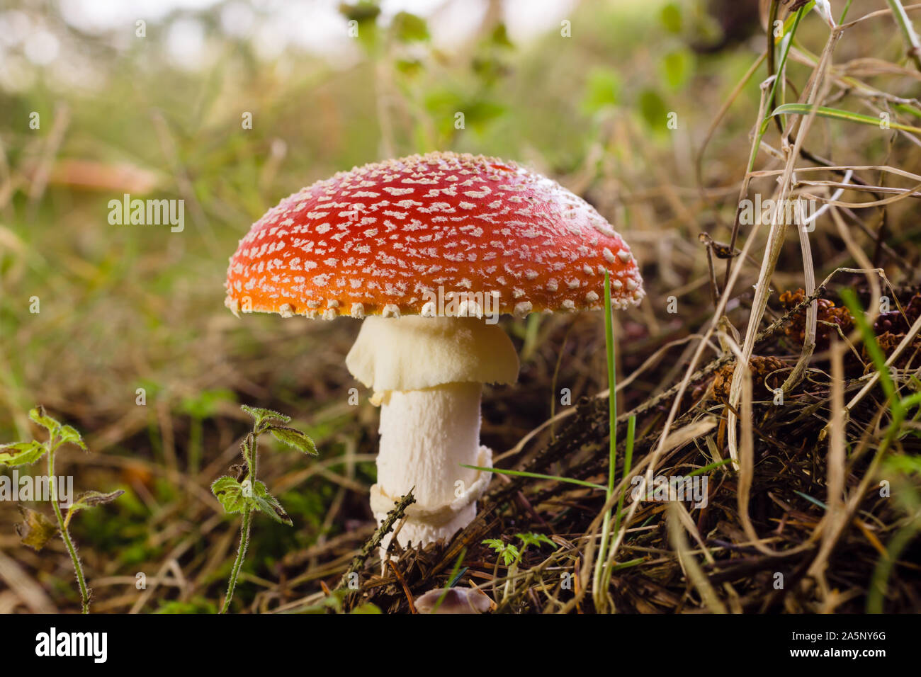 Fly Agaric or Amanita muscaria a poisonous mushroom with a red cap and white spots common in coniferous and mixed forests Stock Photo