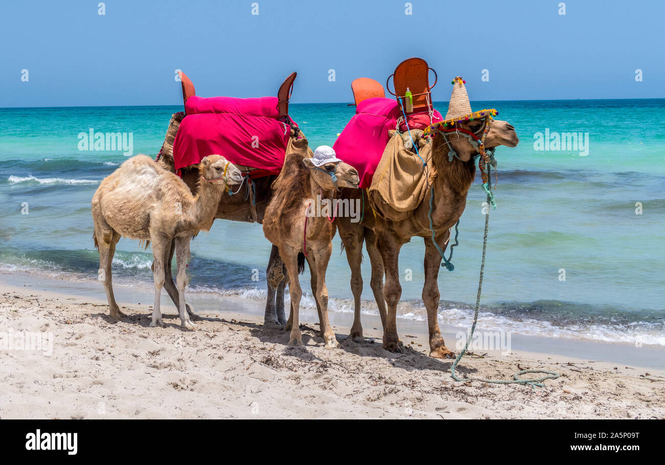 Camel Family Stock Photo