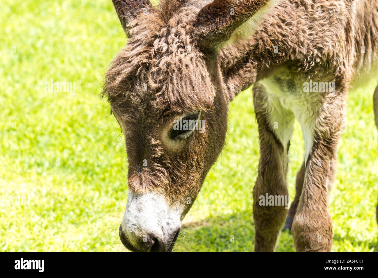 Close up of a young donkey with tousled fur Stock Photo